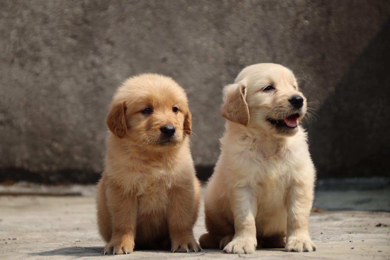 Golden Retriever